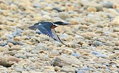 Amazon Kingfisher